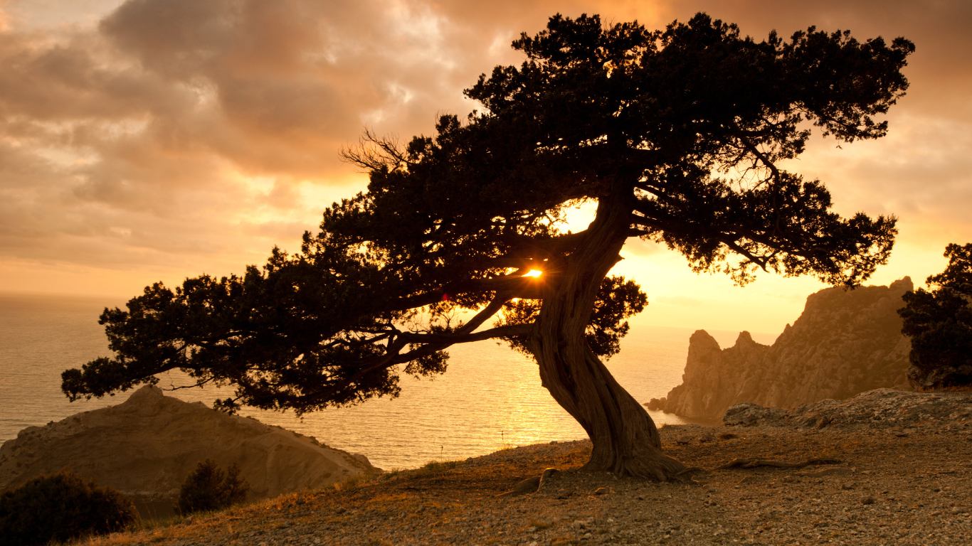 18 A tree on a hill overlooking the ocean at sunset.