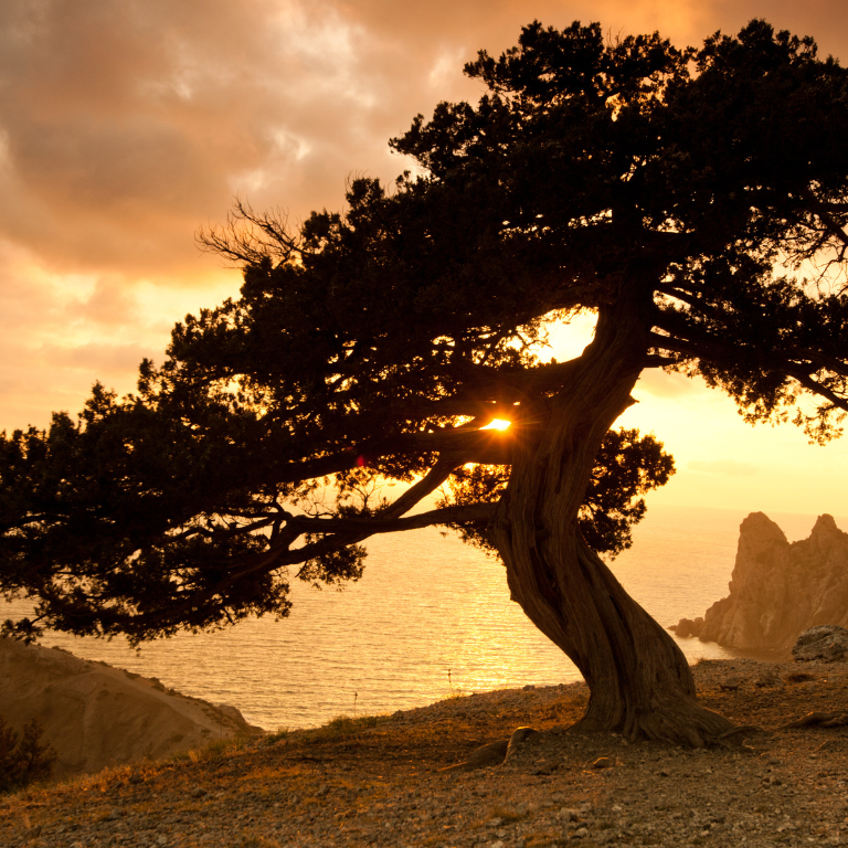 A tree on a hill overlooking the ocean at sunset.