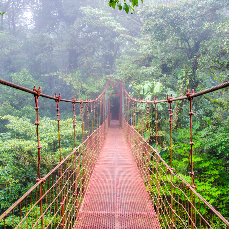 Costa Rican wooden bridge leading into a lush jungle