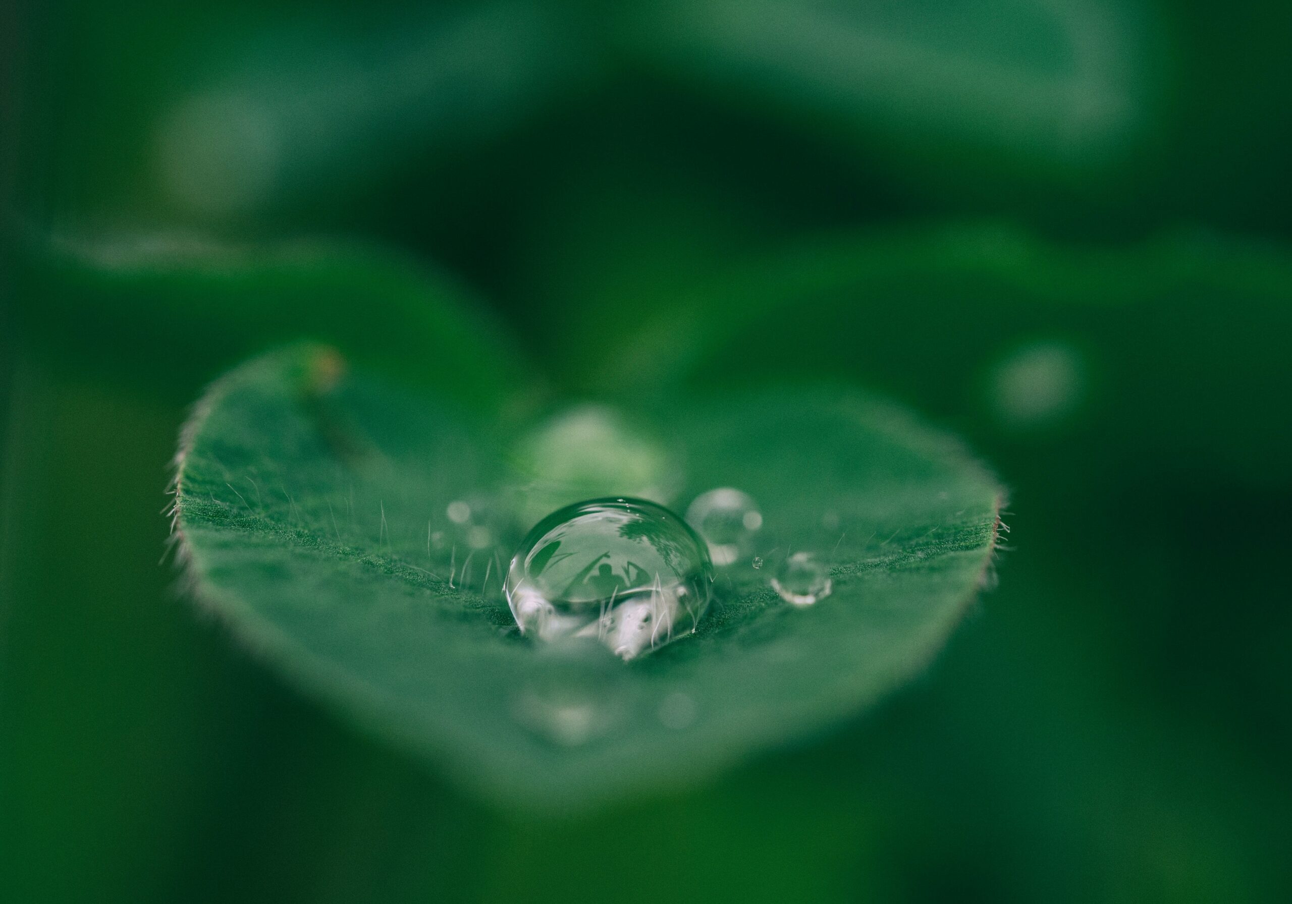 aaron-burden-dXYE1d08BiY-unsplash A drop of water on a tiny green leaf.